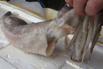 Hình ảnh cực sốc bên trong xưởng ngâm tẩm mực thối ở Hà Nội